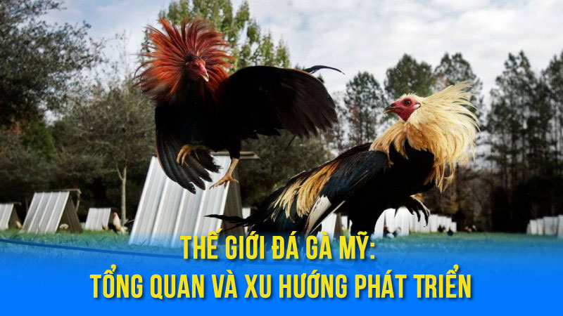 Thế Giới Đá Gà Mỹ: Tổng Quan và Xu Hướng Phát Triển
