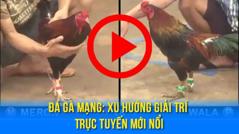 Đá Gà Mạng: Xu Hướng Giải Trí Trực Tuyến Mới Nổi