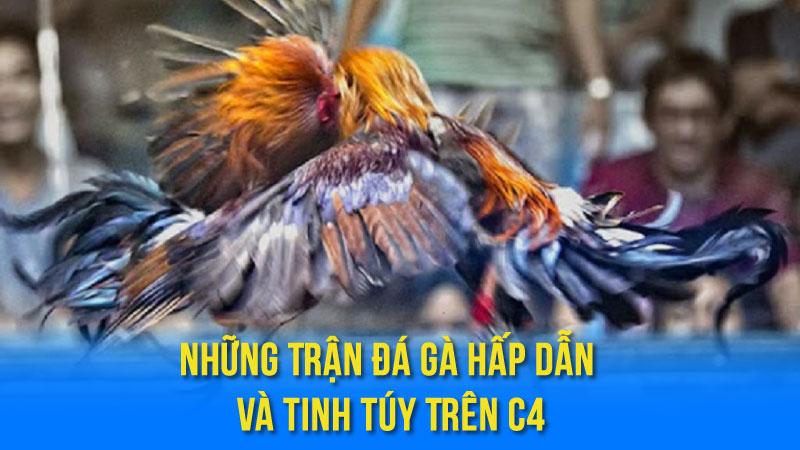 Những Trận Đá Gà Hấp Dẫn Và Tinh Túy Trên C4