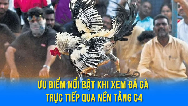 Ưu Điểm Nổi Bật Khi Xem Đá Gà Trực Tiếp Qua Nền Tảng C4