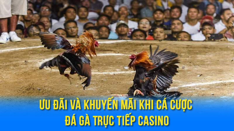 Ưu Đãi Và Khuyến Mãi Khi Cá Cược Đá Gà Trực Tiếp Casino